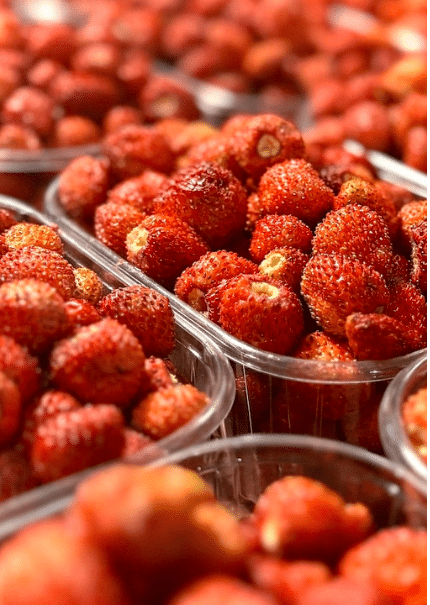 Fraise des bois